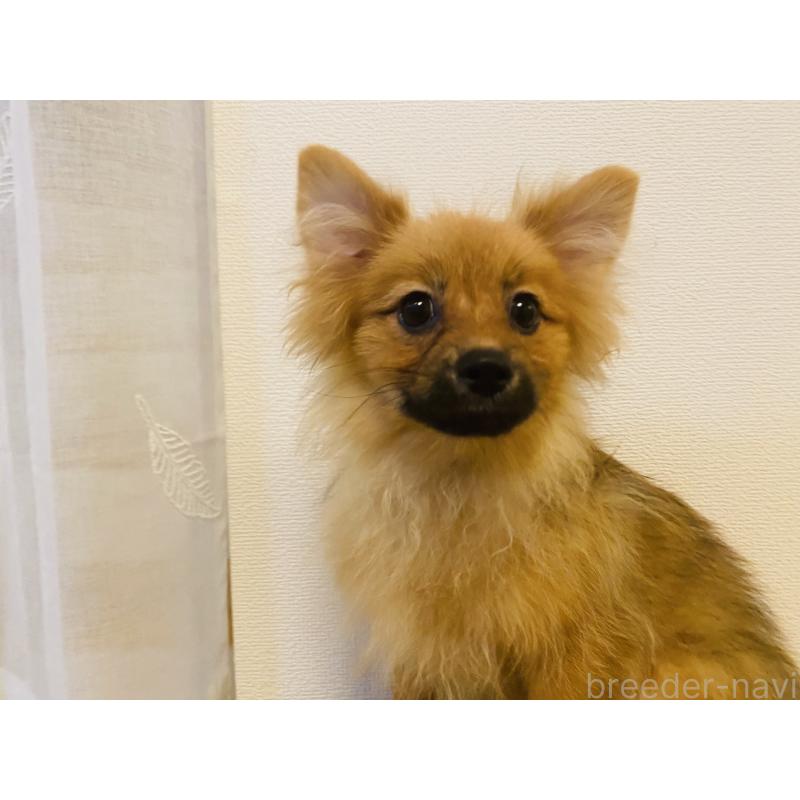 販売中の千葉県のミックス犬-391772の2枚目