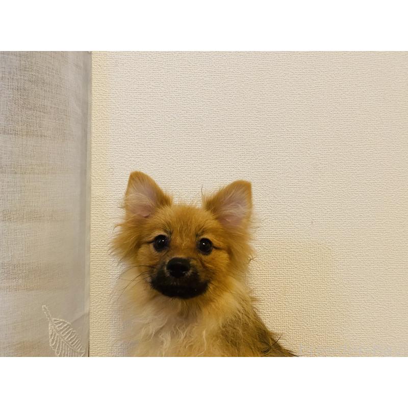販売中の千葉県のミックス犬-391772の1枚目