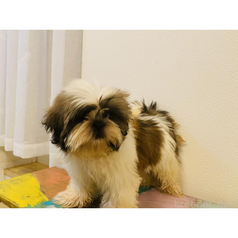 販売中の千葉県のミックス犬-407059の2枚目