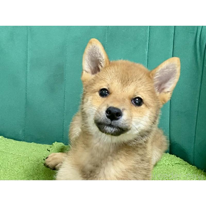 販売中の茨城県の豆柴-407036