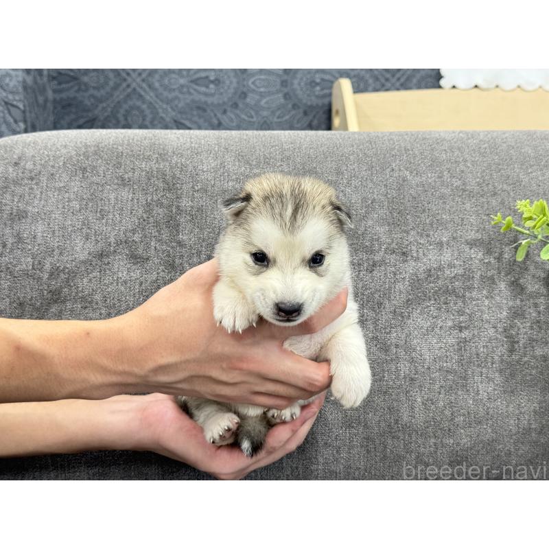 販売中の茨城県のシベリアンハスキー-410507の2枚目
