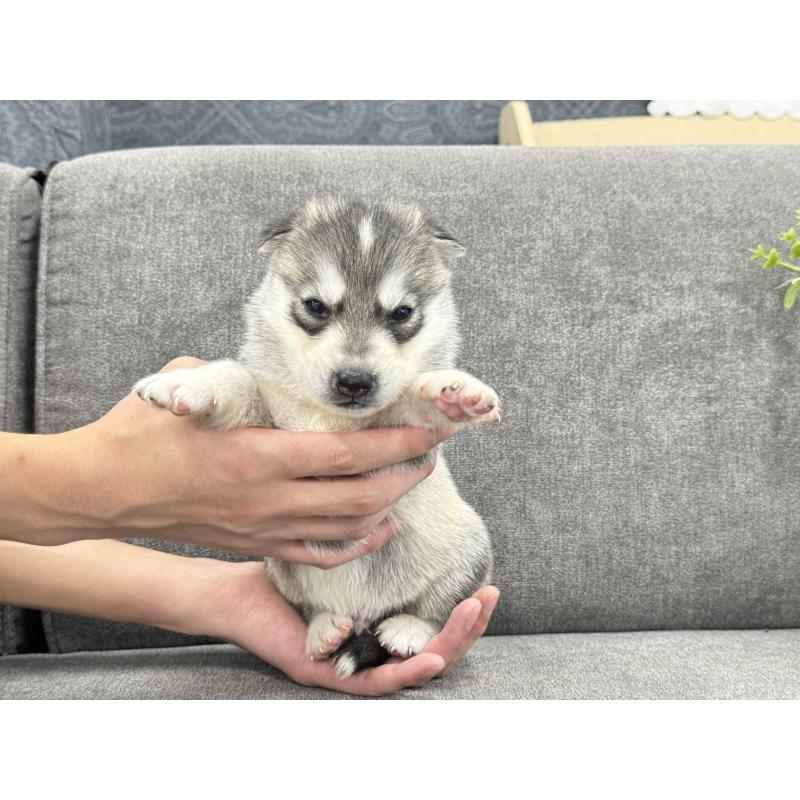 販売中の茨城県のシベリアンハスキー-410509の5枚目