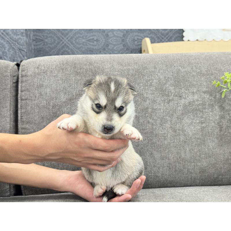 販売中の茨城県のシベリアンハスキー-410509の4枚目