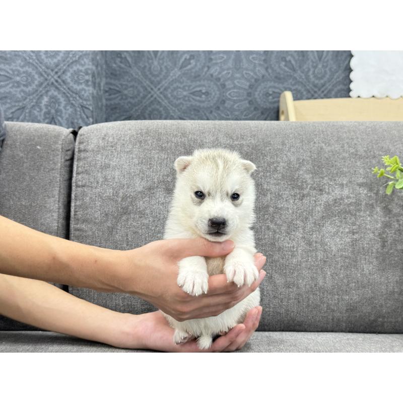 販売中の茨城県のシベリアンハスキー-410511の3枚目