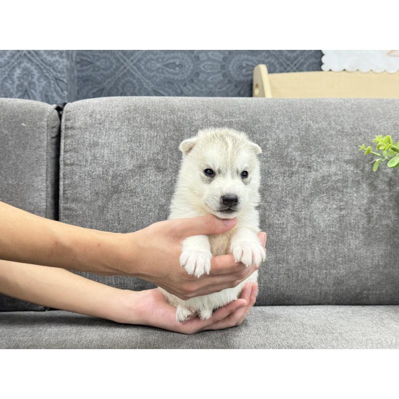 販売中の茨城県のシベリアンハスキー-410511の2枚目