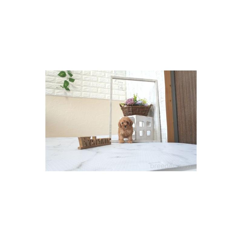 成約済の滋賀県のティーカッププードル-407716の2枚目