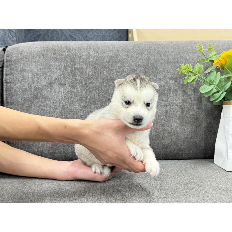販売中の茨城県のシベリアンハスキー-410517の5枚目