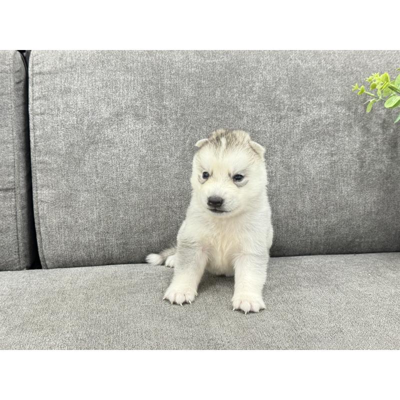 販売中の茨城県のシベリアンハスキー-410517の4枚目