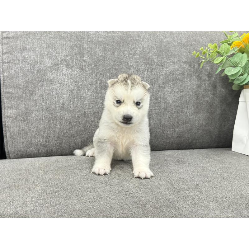 販売中の茨城県のシベリアンハスキー-410517の3枚目