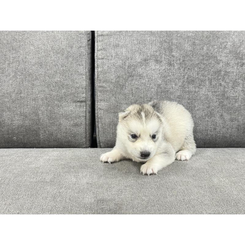 販売中の茨城県のシベリアンハスキー-410517の2枚目