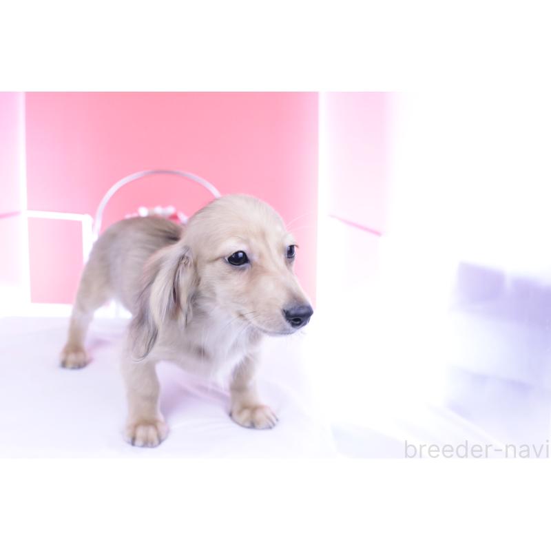 販売中の愛知県のカニンヘンダックスフンド(ロングヘアード)-394812の13枚目