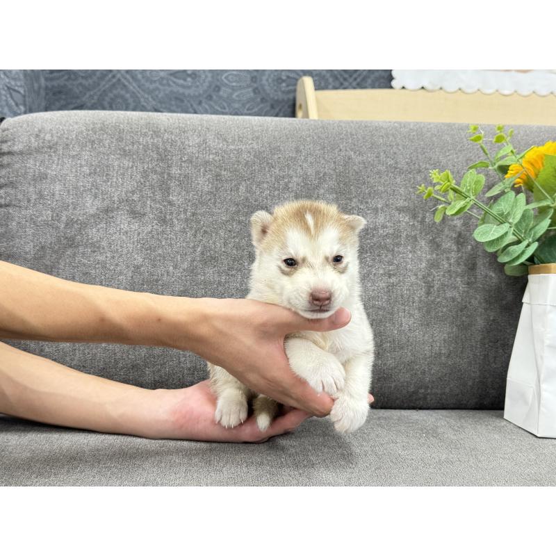 販売中の茨城県のシベリアンハスキー-410518の5枚目