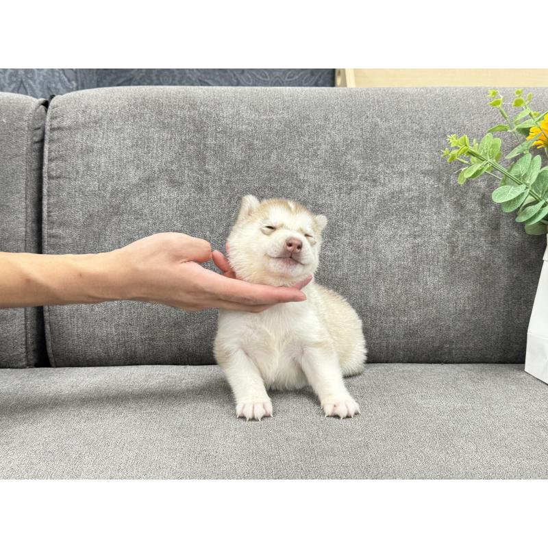 販売中の茨城県のシベリアンハスキー-410518の4枚目