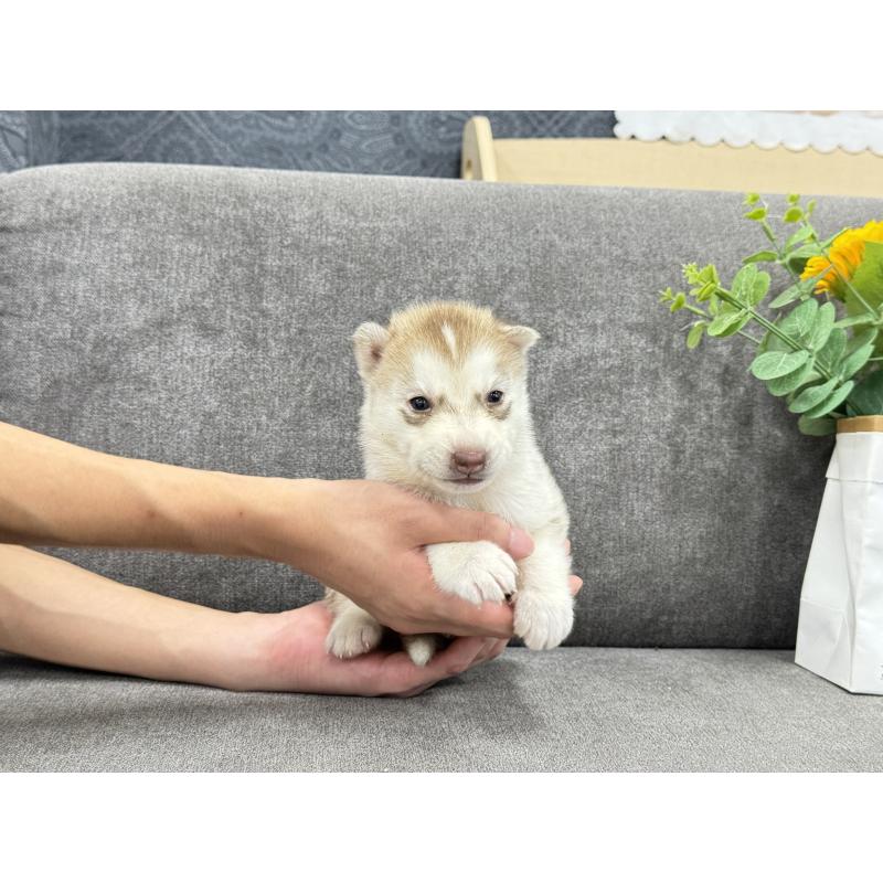 販売中の茨城県のシベリアンハスキー-410518の2枚目