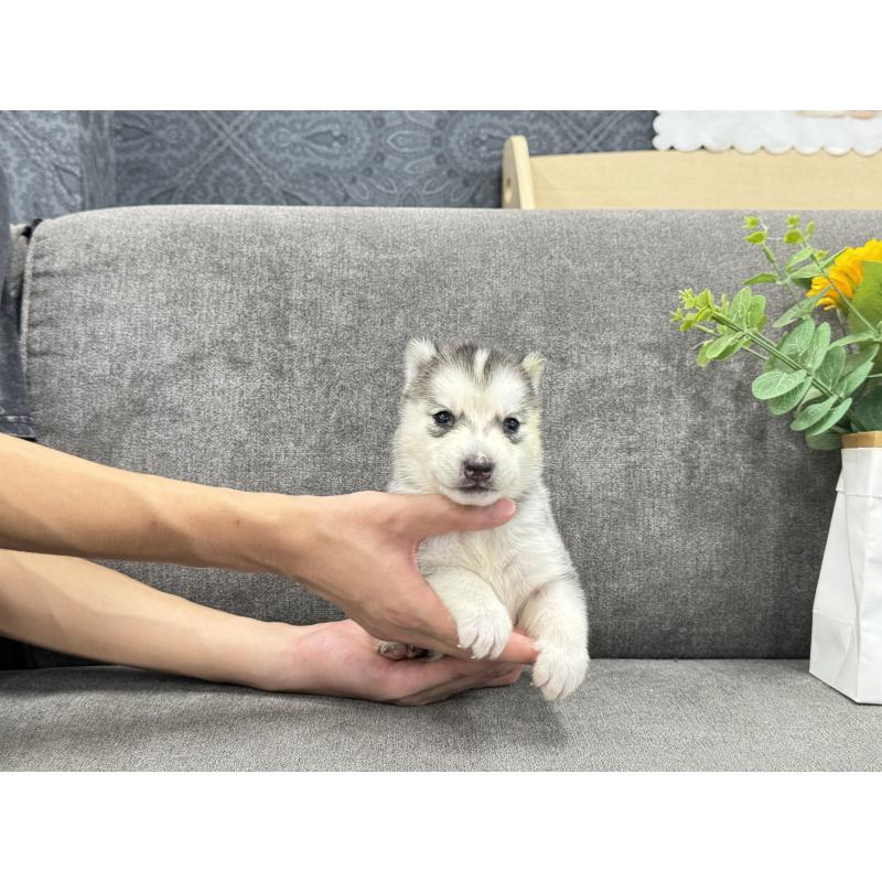 販売中の茨城県のシベリアンハスキー-410520の4枚目