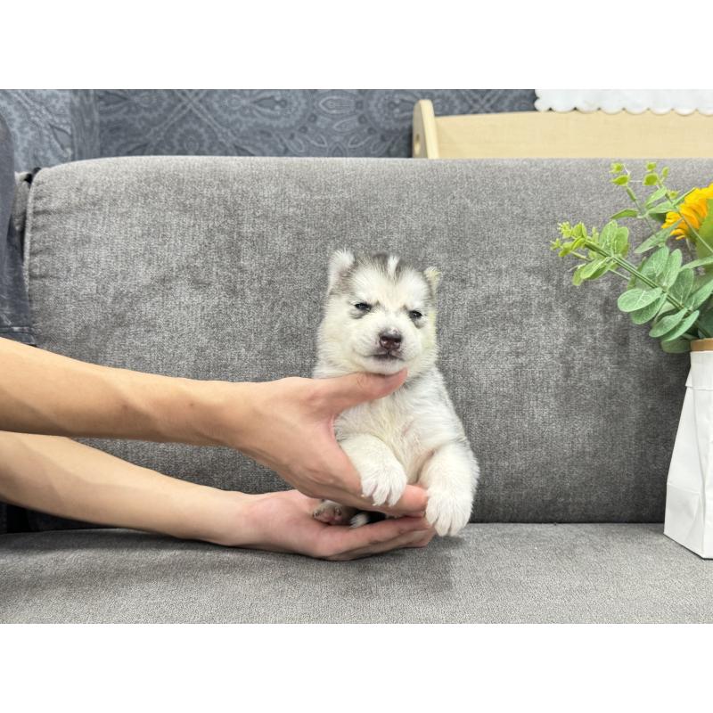 販売中の茨城県のシベリアンハスキー-410520の3枚目