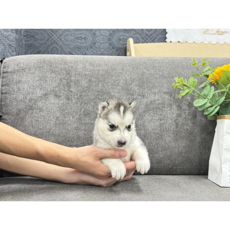 販売中の茨城県のシベリアンハスキー-410520の2枚目