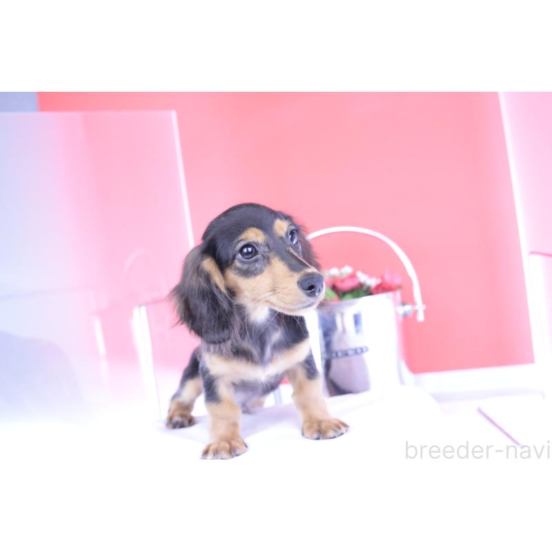 成約済の愛知県のカニンヘンダックスフンド(ロングヘアード)-391706の13枚目