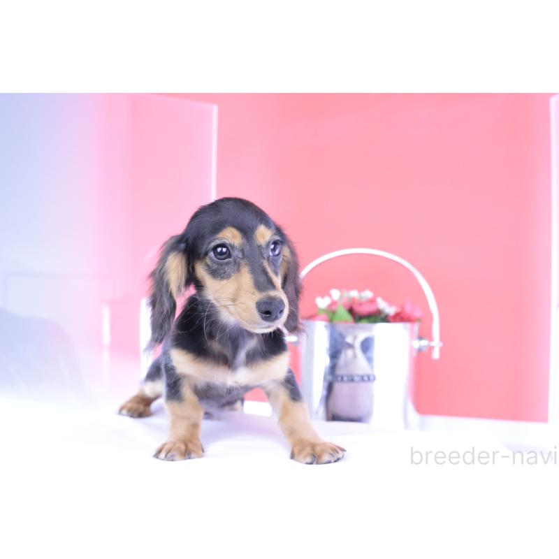 成約済の愛知県のカニンヘンダックスフンド(ロングヘアード)-391706の11枚目