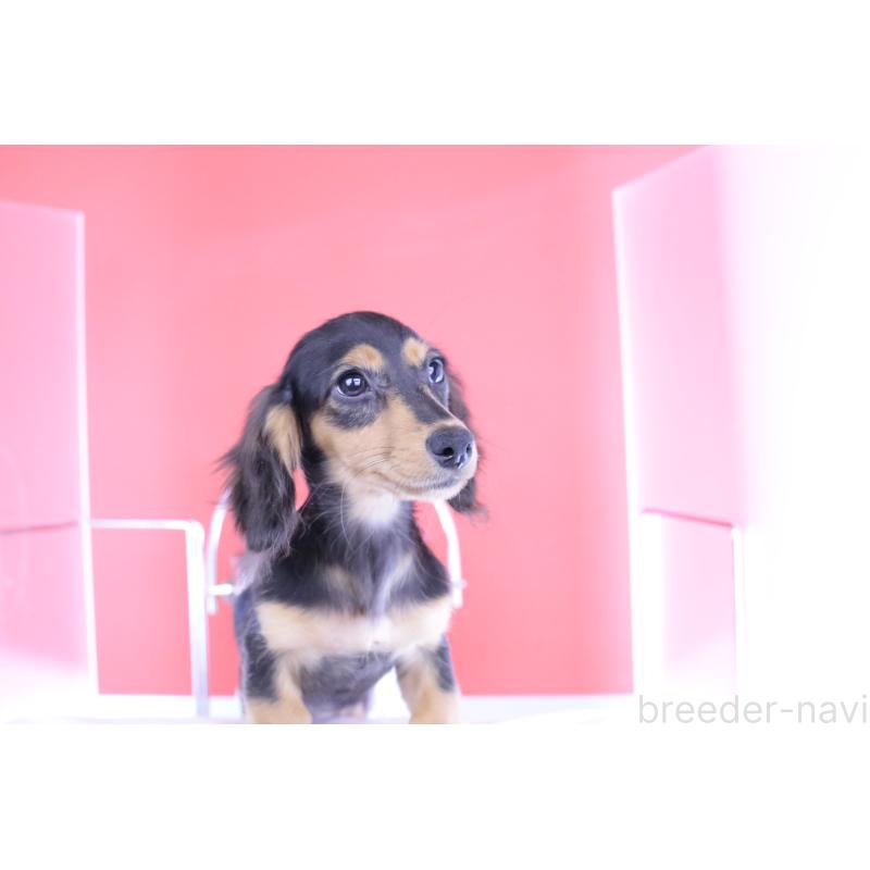 成約済の愛知県のカニンヘンダックスフンド(ロングヘアード)-391706の10枚目