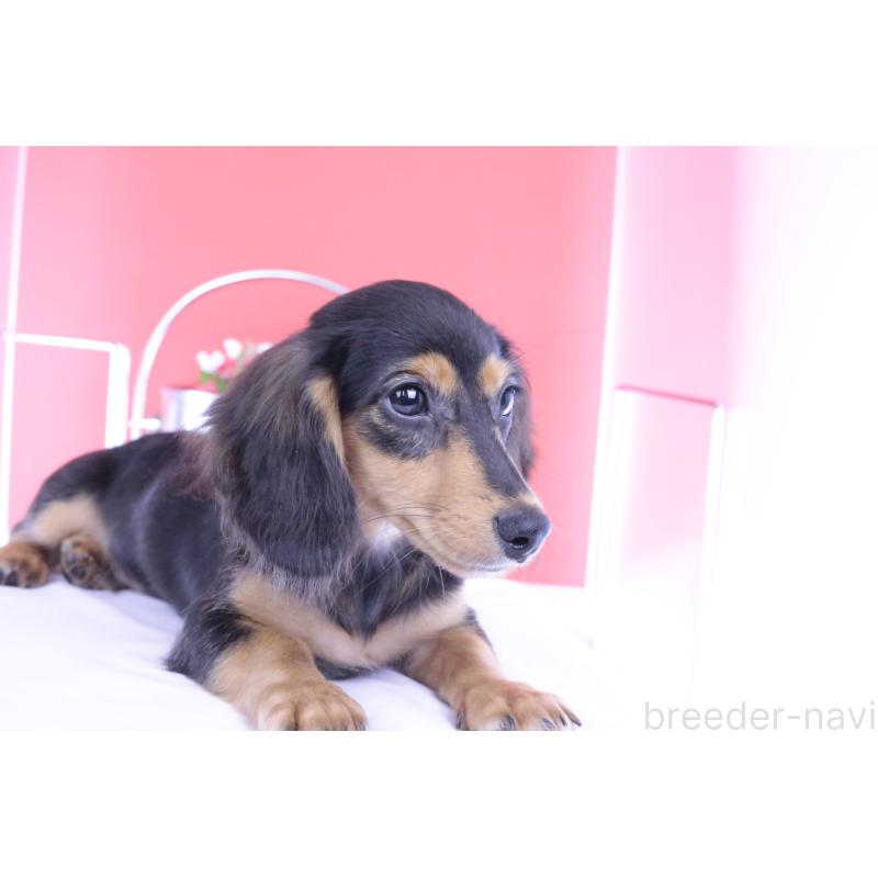 成約済の愛知県のカニンヘンダックスフンド(ロングヘアード)-391706の5枚目