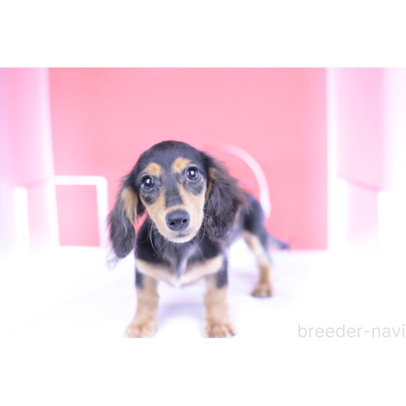 成約済の愛知県のカニンヘンダックスフンド(ロングヘアード)-391706の2枚目