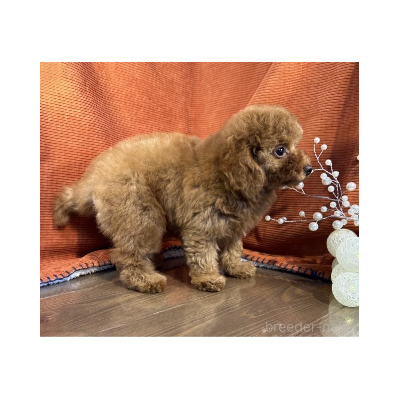 販売中の茨城県のトイプードル-410524の4枚目