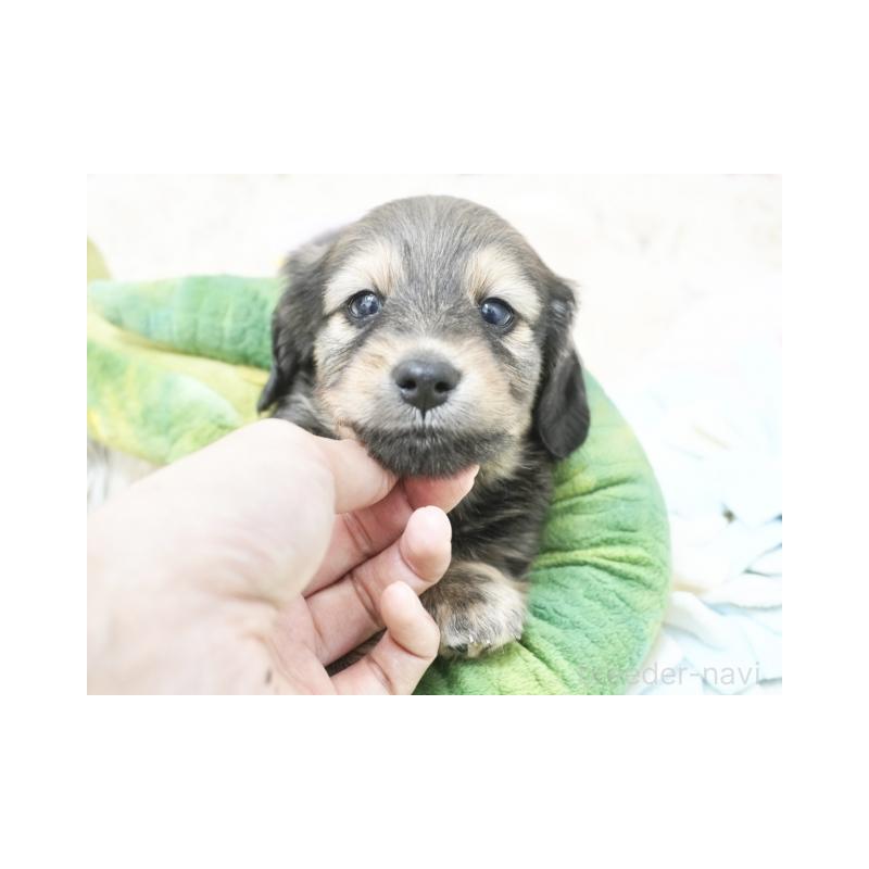 販売中の兵庫県のカニンヘンダックスフンド(ロングヘアード)-410531の2枚目