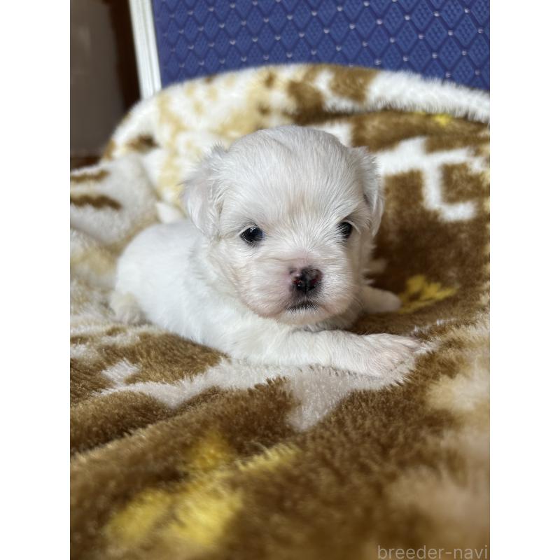 販売中の愛知県のミックス犬-410535の1枚目