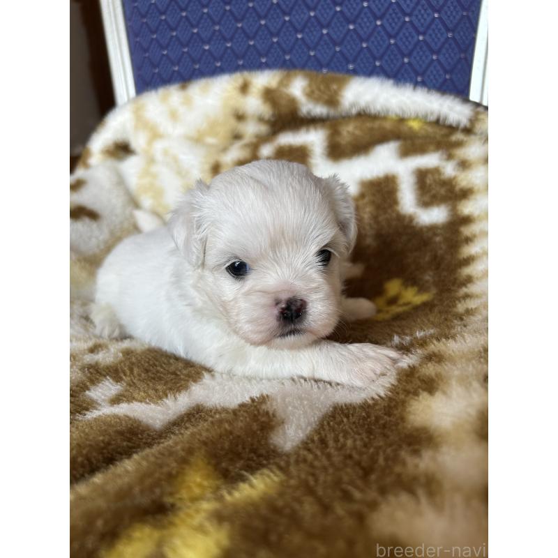 販売中の愛知県のミックス犬-410535の3枚目
