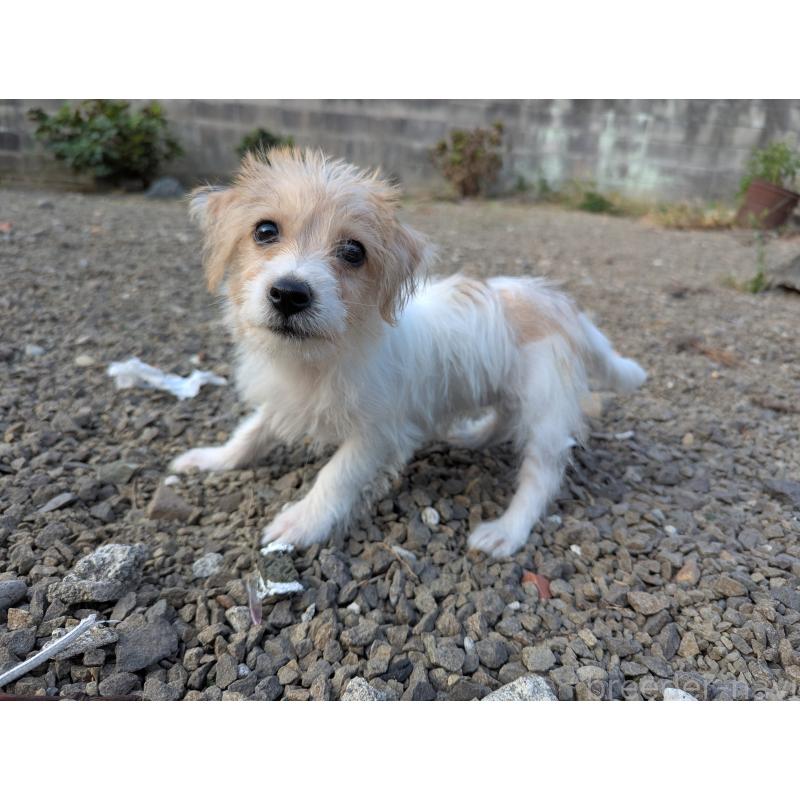 販売中の群馬県のミックス犬-410537の4枚目