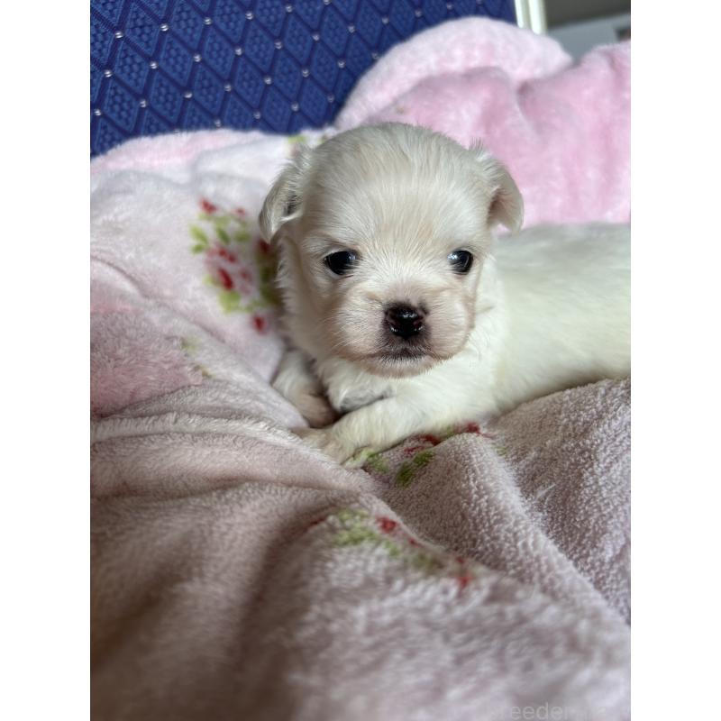 販売中の愛知県のミックス犬-410536の1枚目