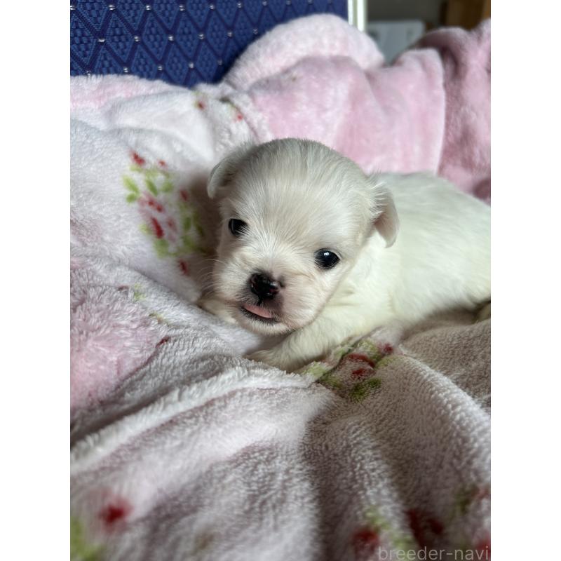 販売中の愛知県のミックス犬-410536の3枚目