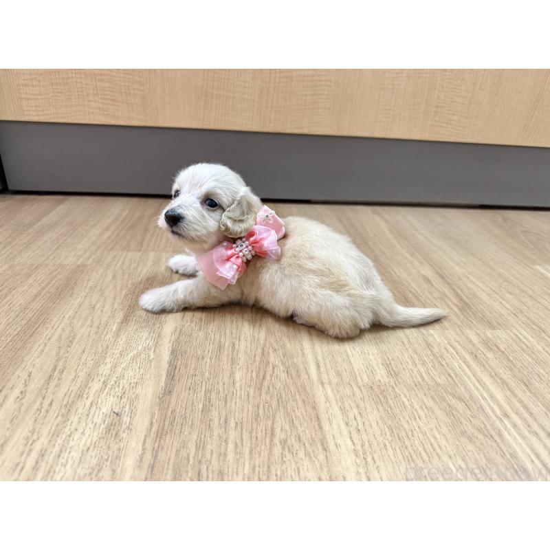 成約済の愛知県のダップー:ミニチュアダックスフンド×トイプードル-405671の5枚目