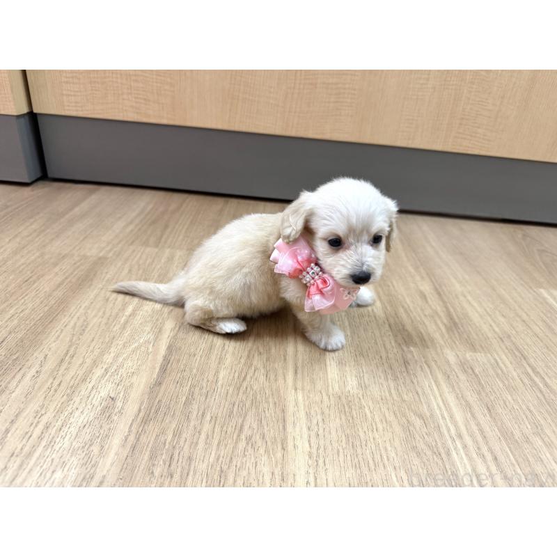 成約済の愛知県のダップー:ミニチュアダックスフンド×トイプードル-405671の4枚目