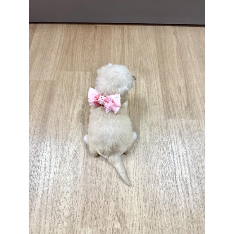 成約済の愛知県のダップー:ミニチュアダックスフンド×トイプードル-405671の3枚目