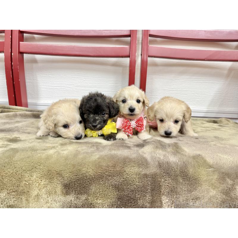 成約済の愛知県のダップー:ミニチュアダックスフンド×トイプードル-405671の2枚目