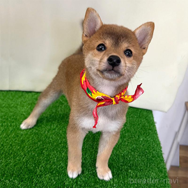 成約済の神奈川県の豆柴-410121の4枚目