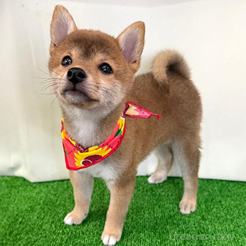 成約済の神奈川県の豆柴-410121の1枚目