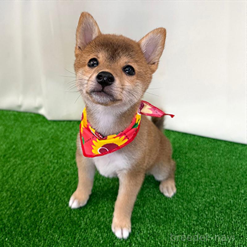 成約済の神奈川県の豆柴-410121の3枚目