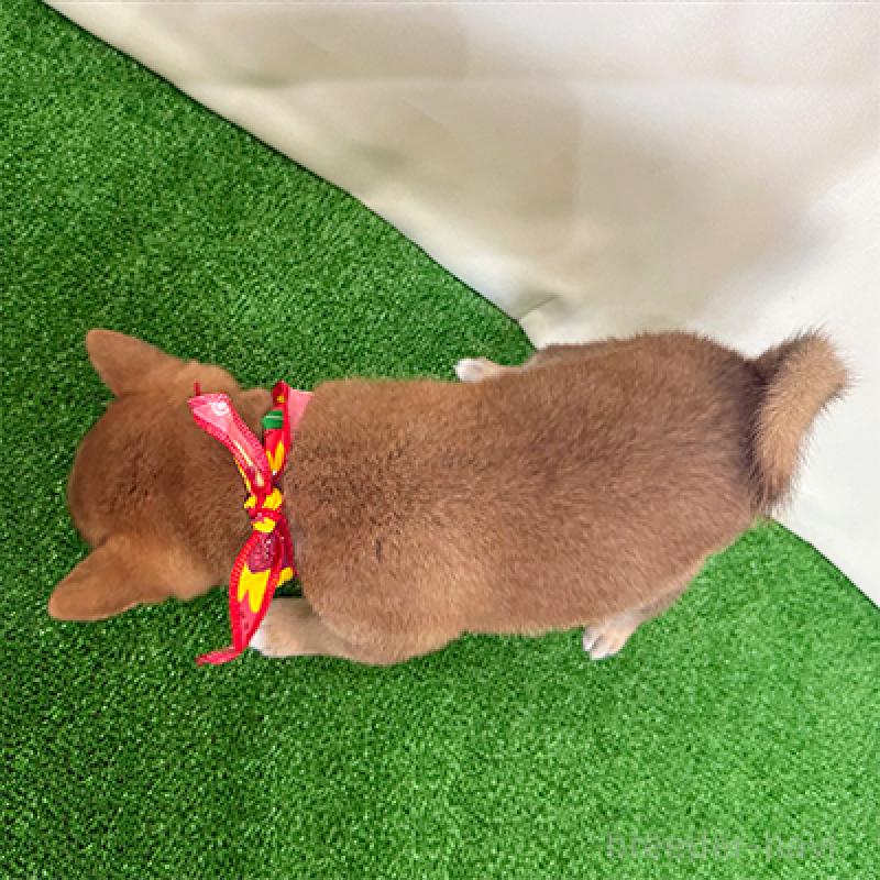 成約済の神奈川県の豆柴-410121の2枚目