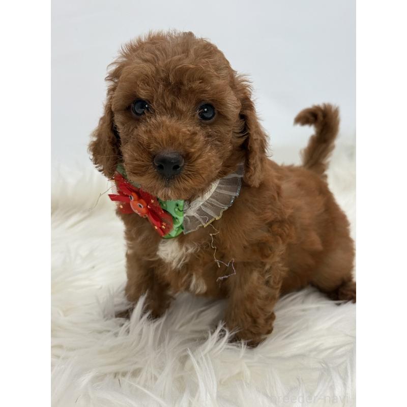 販売中の京都府のミックス犬-410545の4枚目