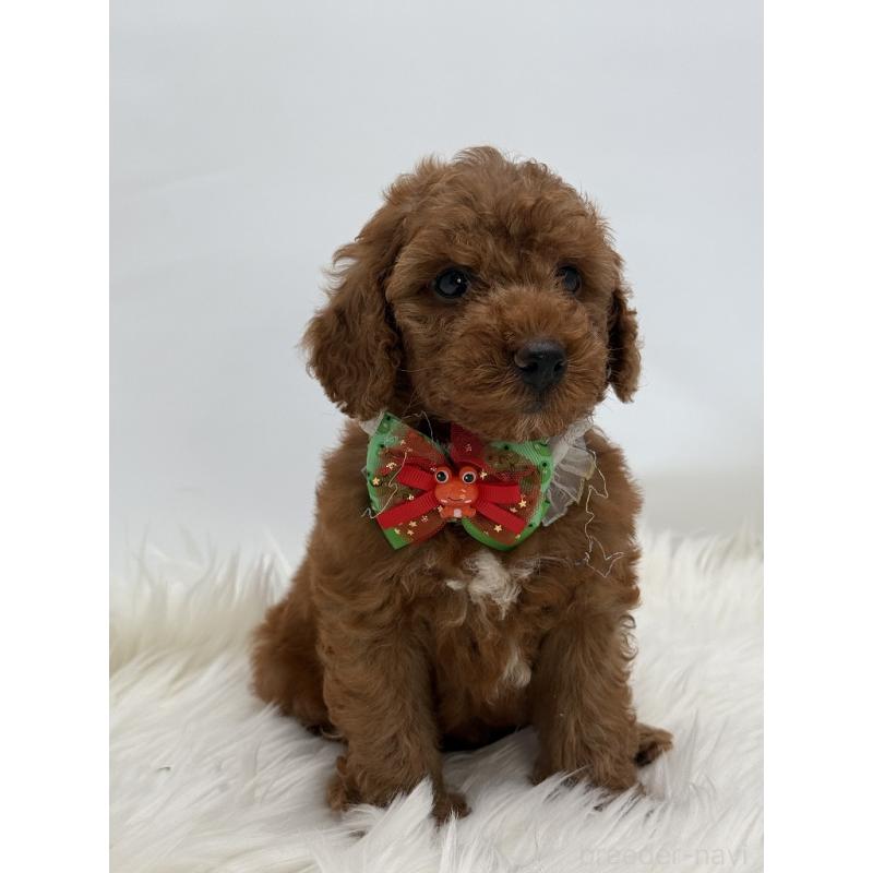 販売中の京都府のミックス犬-410545の2枚目