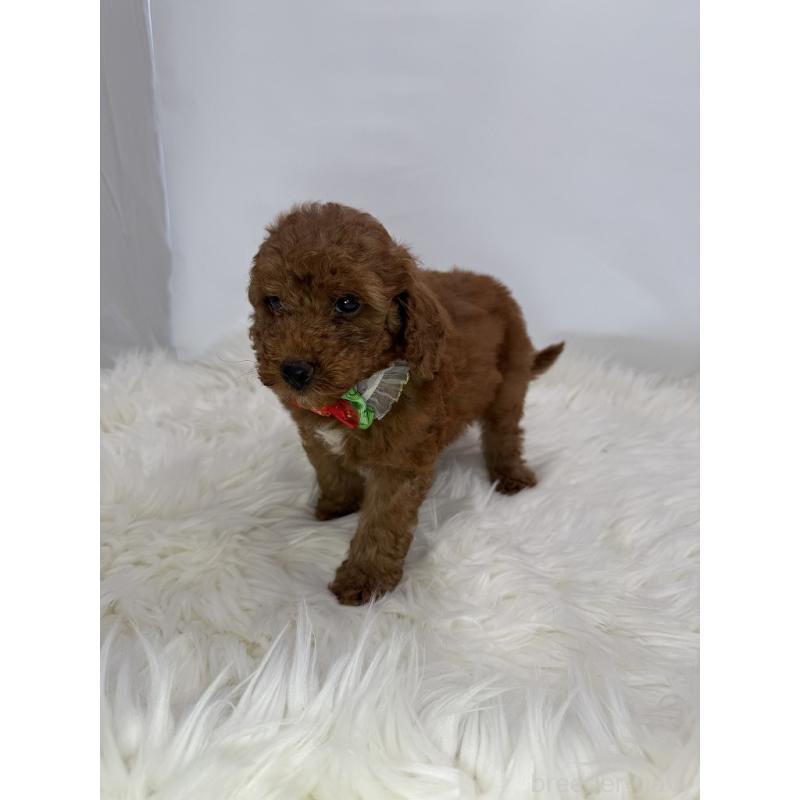 販売中の京都府のミックス犬-410545の3枚目