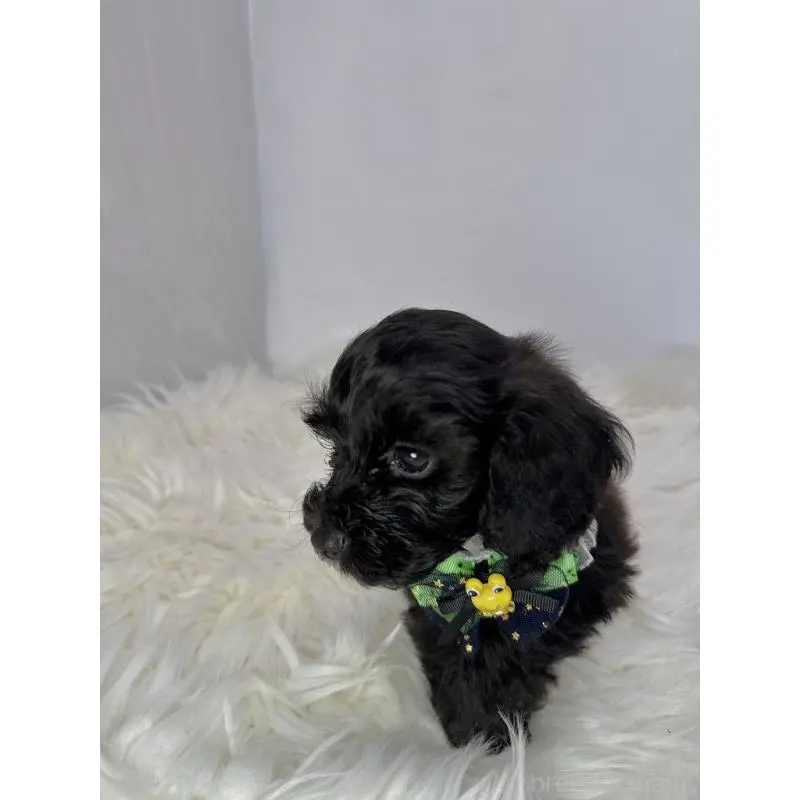 販売中の京都府のミックス犬-410546の4枚目