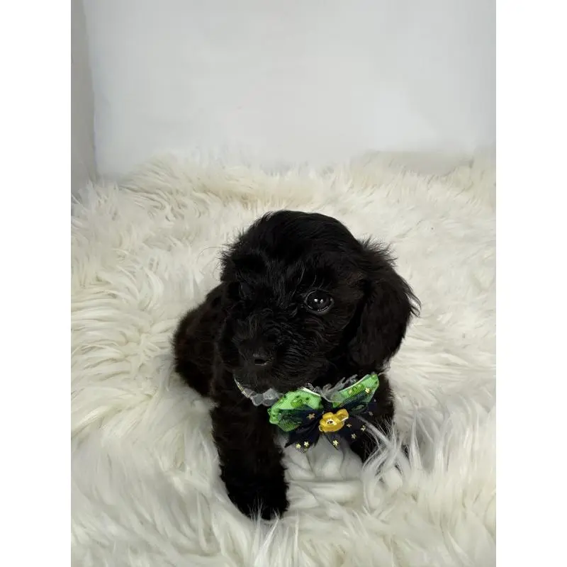 販売中の京都府のミックス犬-410546の3枚目