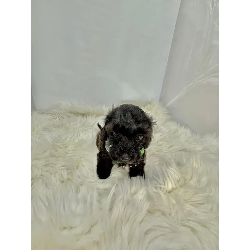 販売中の京都府のミックス犬-410546の2枚目