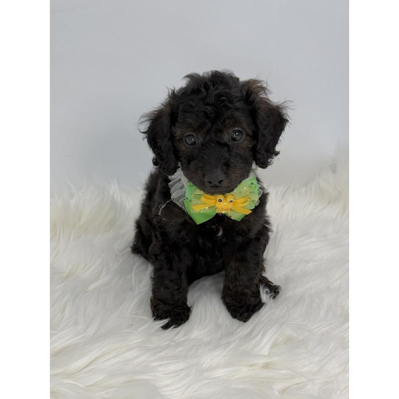 販売中の京都府のミックス犬-410547の4枚目