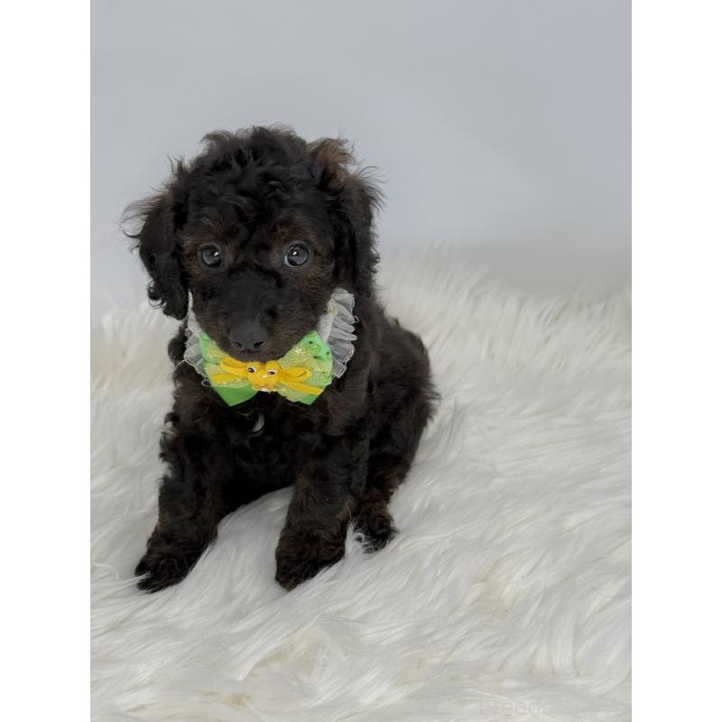販売中の京都府のミックス犬-410547の2枚目
