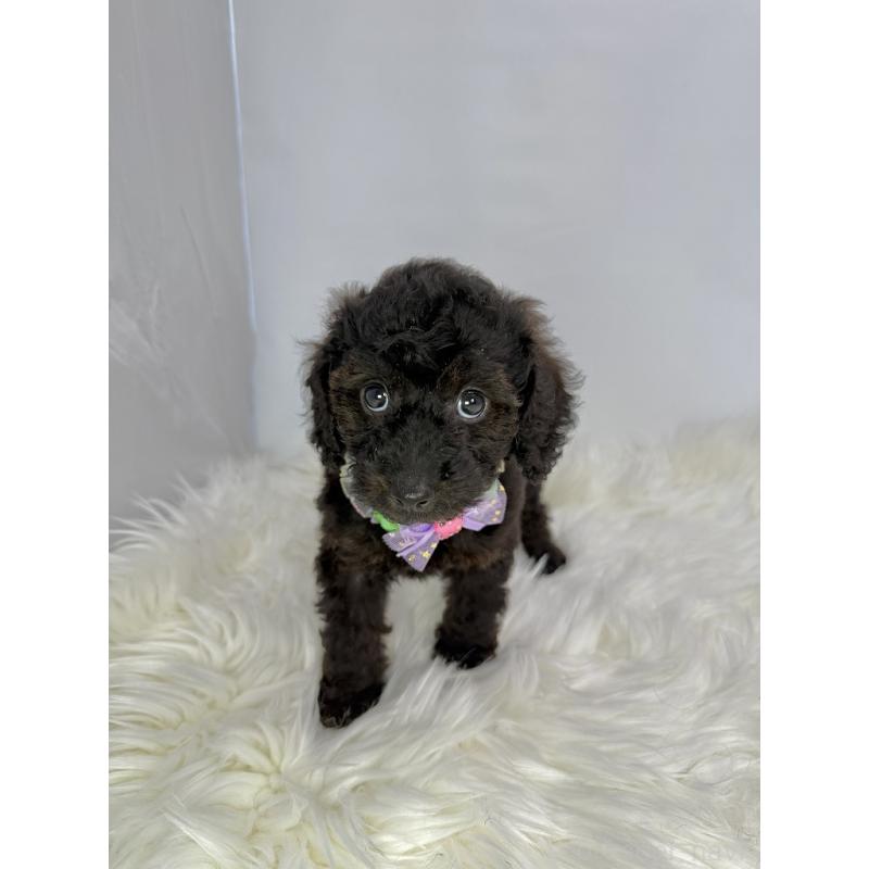 販売中の京都府のミックス犬-410548の3枚目